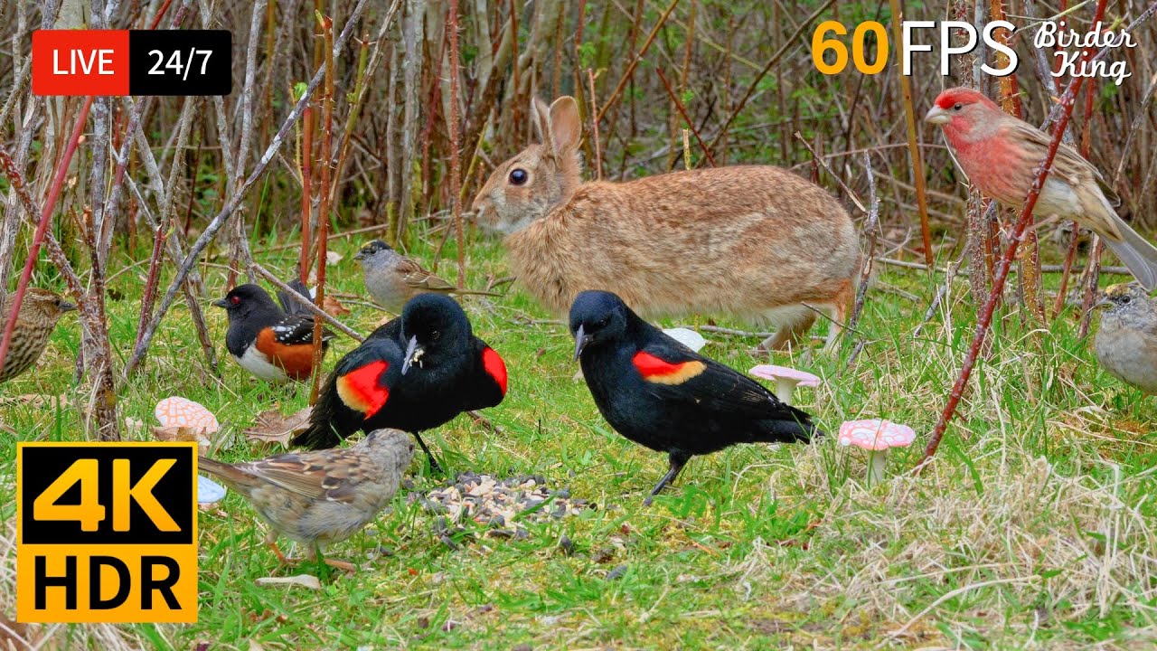 🔴 24/7 LIVE: Cat TV 😺 Beautiful Birds Bunnies and Squirrels In the Spring 🐦 Cat Games 4K HDR