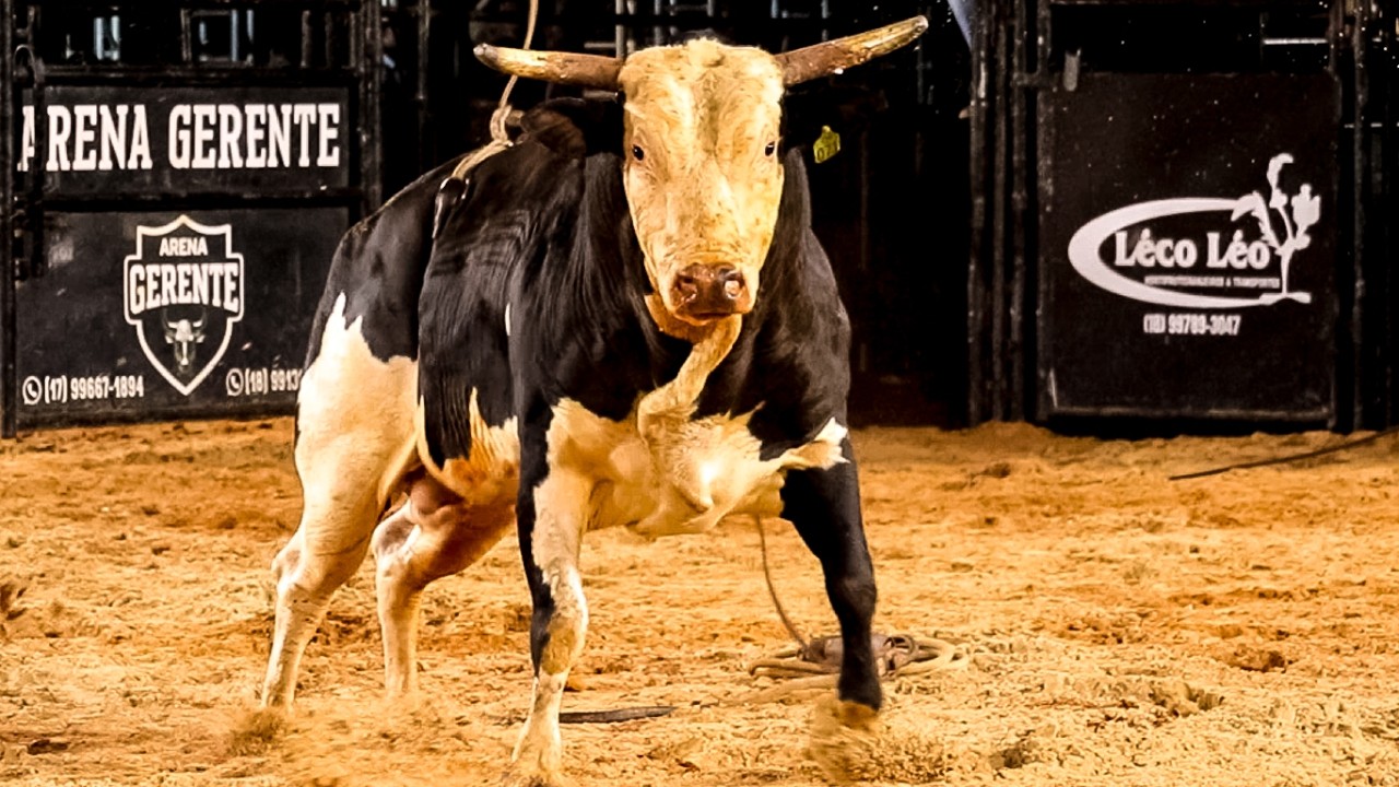 DISPUTA FINAL em TOUROS | RODEIO de TURI&Uacute;BA-SP 2026