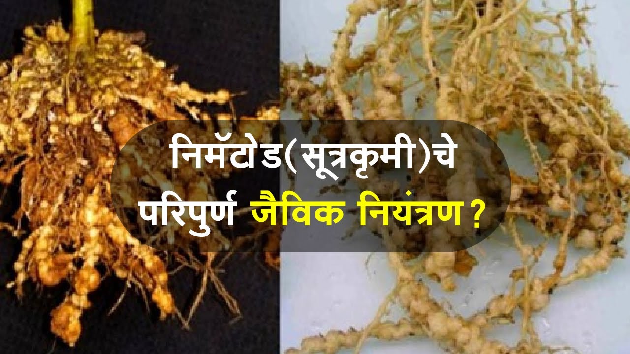 कमी खर्चात करा निमॅटोड (सूत्रकृमी) चे 100% नियंत्रण | निमॅटोड व्यवस्थापन | Nematode control