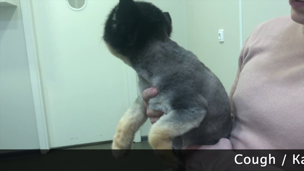 Types of dyspnea dog/Виды одышек у собак
