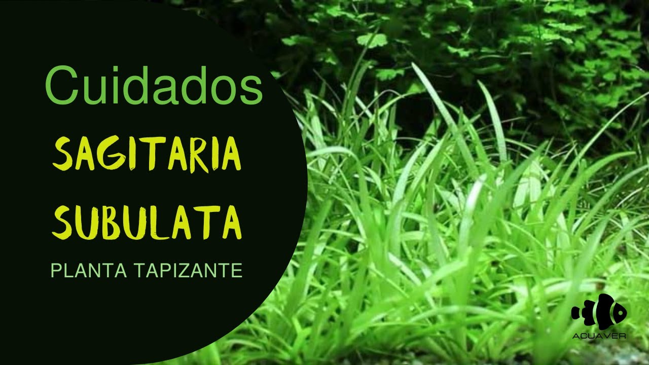 Video-Ficha Sagitaria Subulata || Tapizante sin Co2