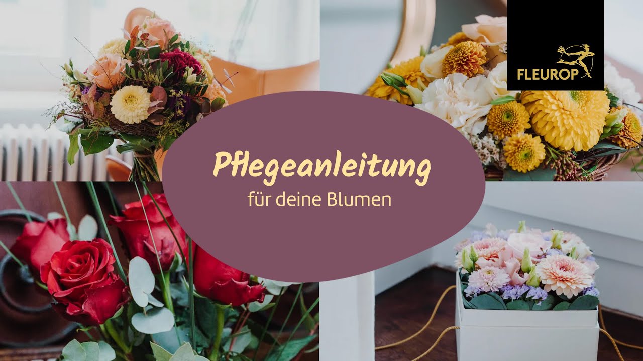 Pflegeanleitung für Sträusse, Gestecke und Rosen💐