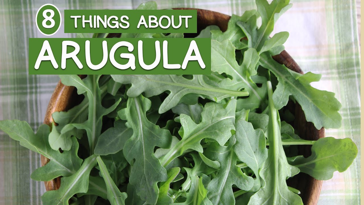 8 Things About Arugula Greens - Rocket Lettuce Nutrition
