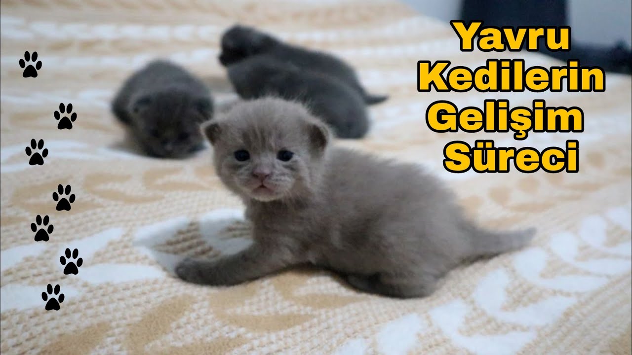 YAVRU KEDİLERİN GÜNLÜK BÜYÜME SÜRECİ | YAVRU KEDİ BAKIMI #yavrukedigelişimi #kitten