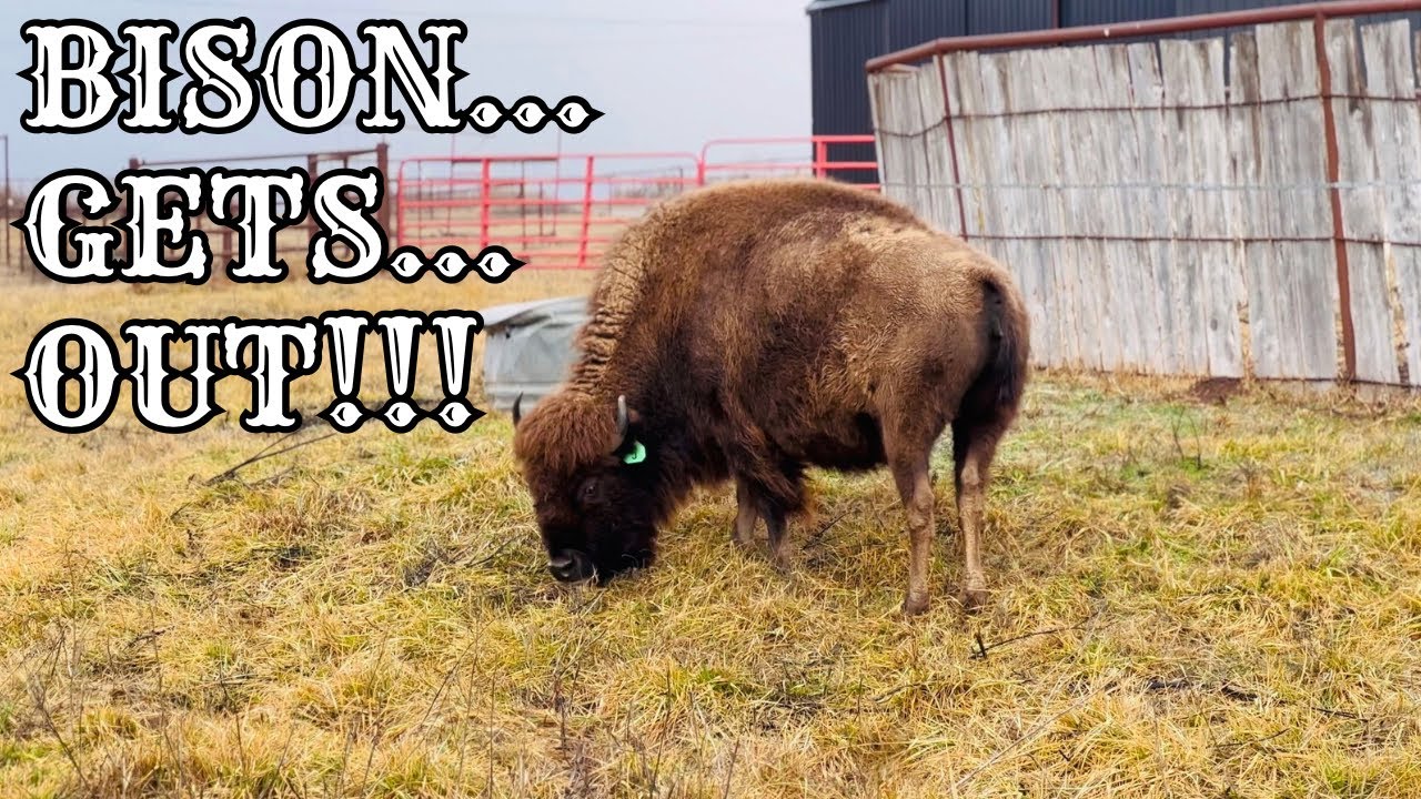 Bison Jumps Fence [Where Is Simon??]
