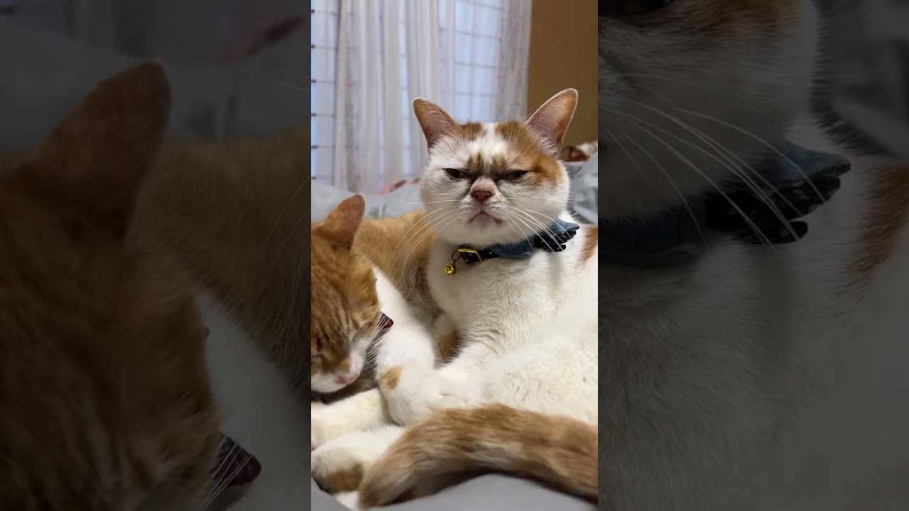 さつき&めい猫々ch がライブ配信中！