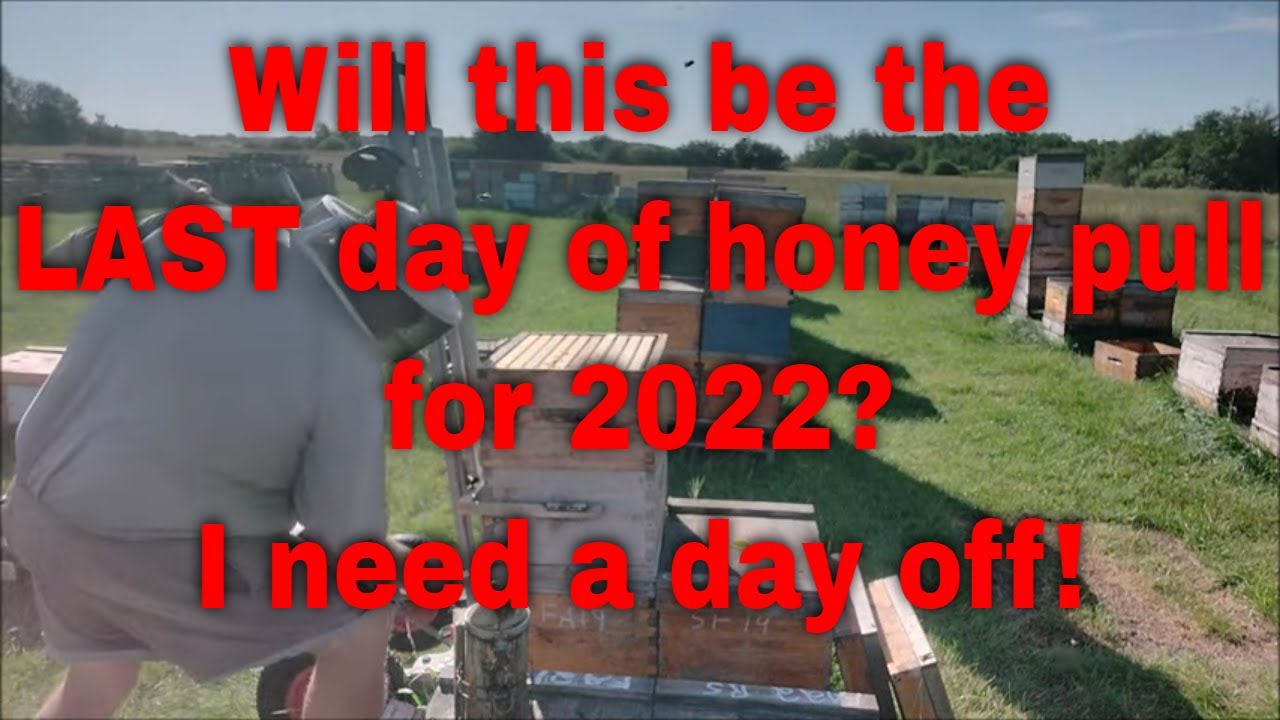 Honey Pull-Can I earn a day off?- That Bee Man