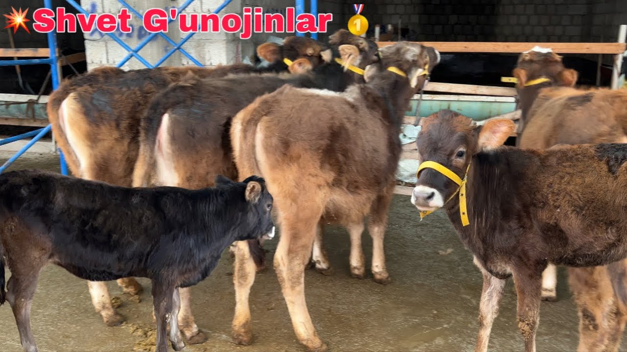SHVET 🥇 G'UNOJINLAR ARZONI 💥 || YANGI ARZONCHI AKA CHIQDI ✅