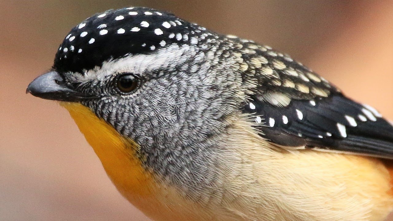 Spotted Pardalotes nesting in Capertee Valley - Includes very rare fledging scenes