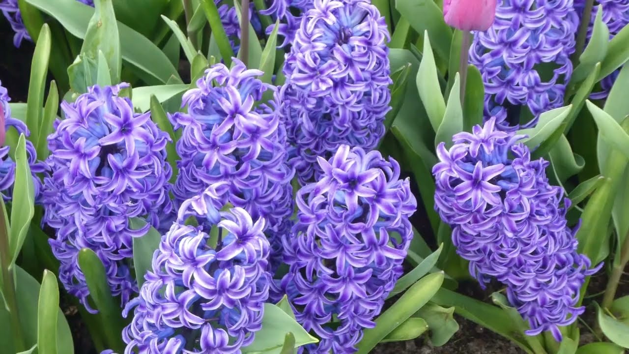 75 jaar Keukenhof in Lisse Holland 2024.