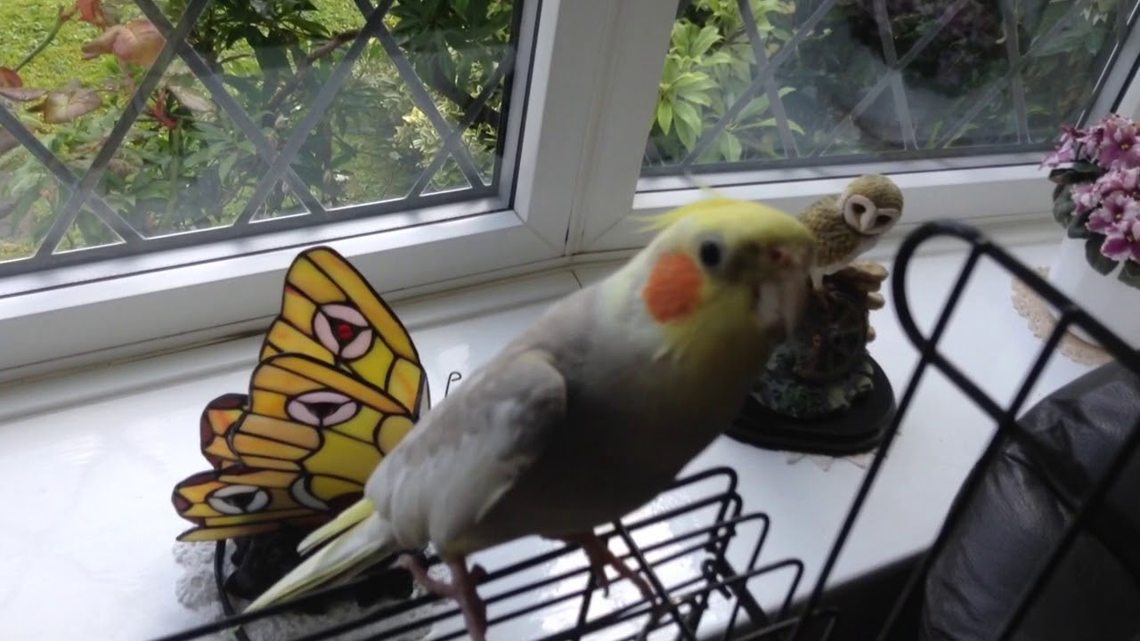 Talking cockatiel