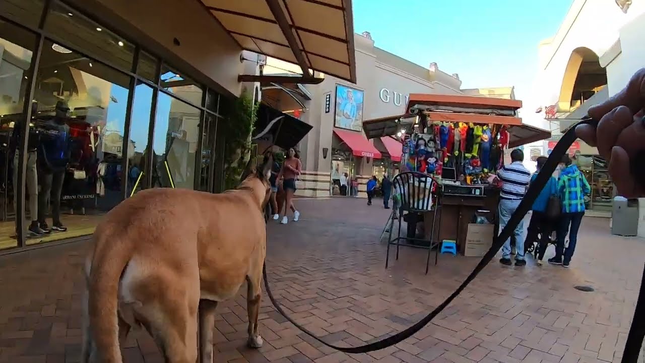 Cash 2.0 Dog niemiecki 72