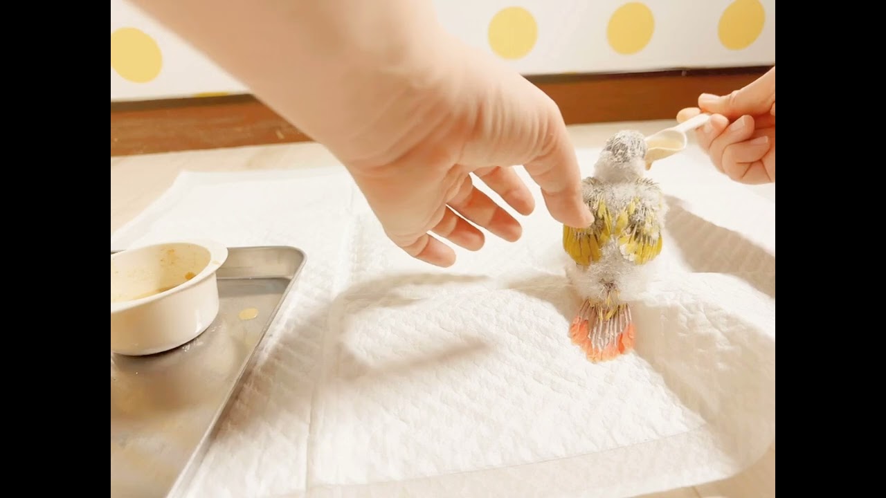ウロコインコの雛めたりん参上！はじめての差し餌♪