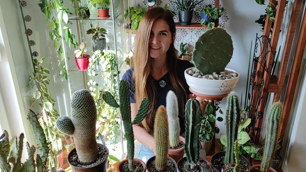 My Cactus collection 🌵