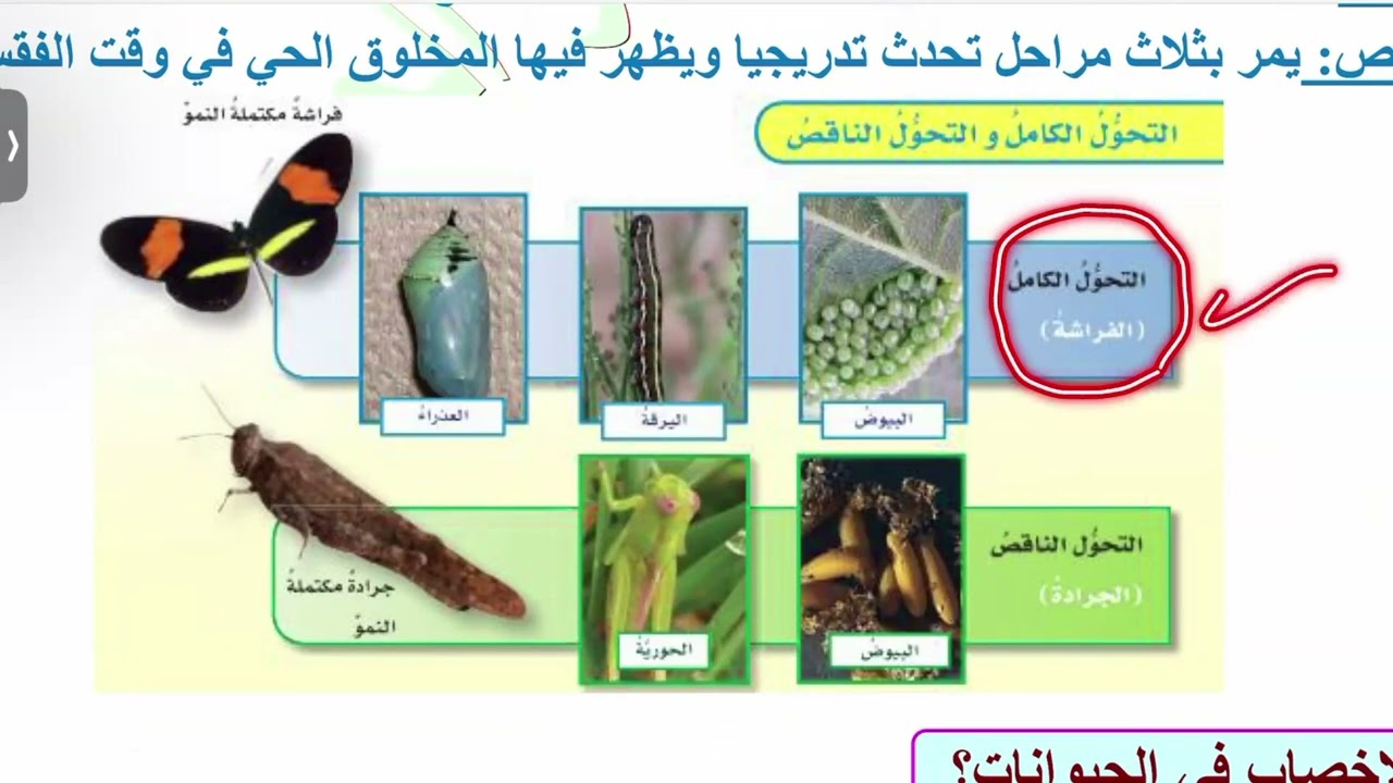 دورات الحياة علوم خامس الترم الاول مع مراجعة للدروس السابقة