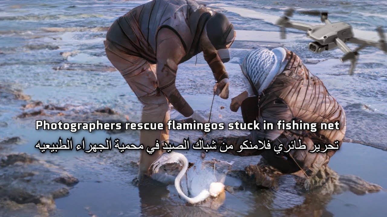 Photographers Rescue Flamingos Stuck In Fishing Net - تحرير طائري فلامنكو من الشباك  محمية الجهراء