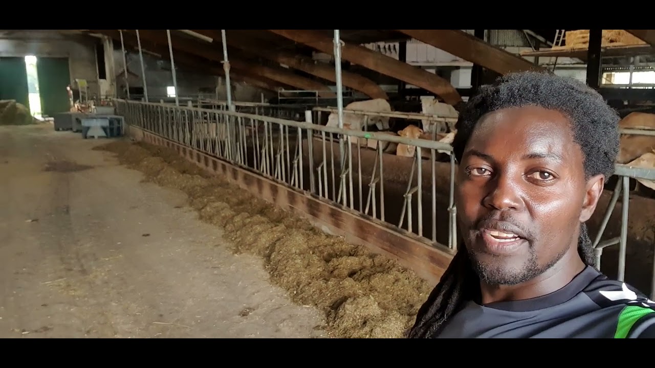 improved meat cow genetics for 🇺🇬/ Tanzania 🇹🇿 with the ceo himself.