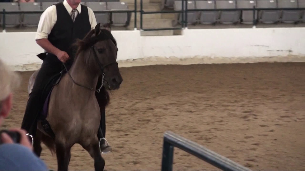 Rocky Mountain Horse Show -Stallions ready to breed