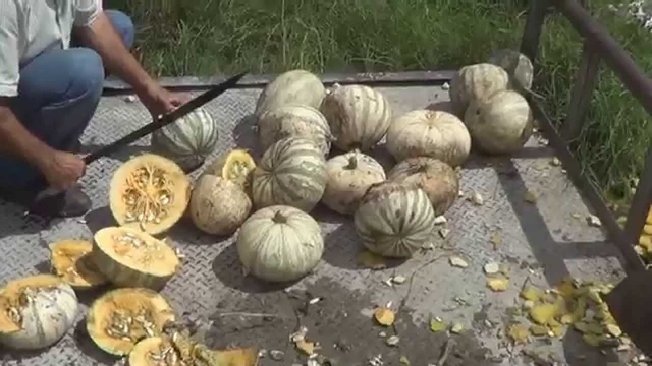 Cosechadora de Semilla de Calabaza, Distribuidora Emjo