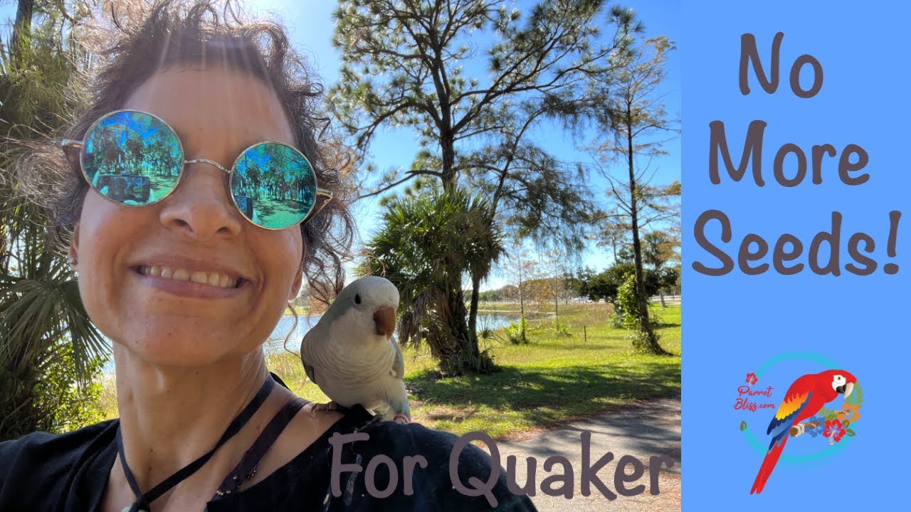How Did I Get Blue, Quaker #parrot Off A Seed-based Diet? #parrot_bliss #birds