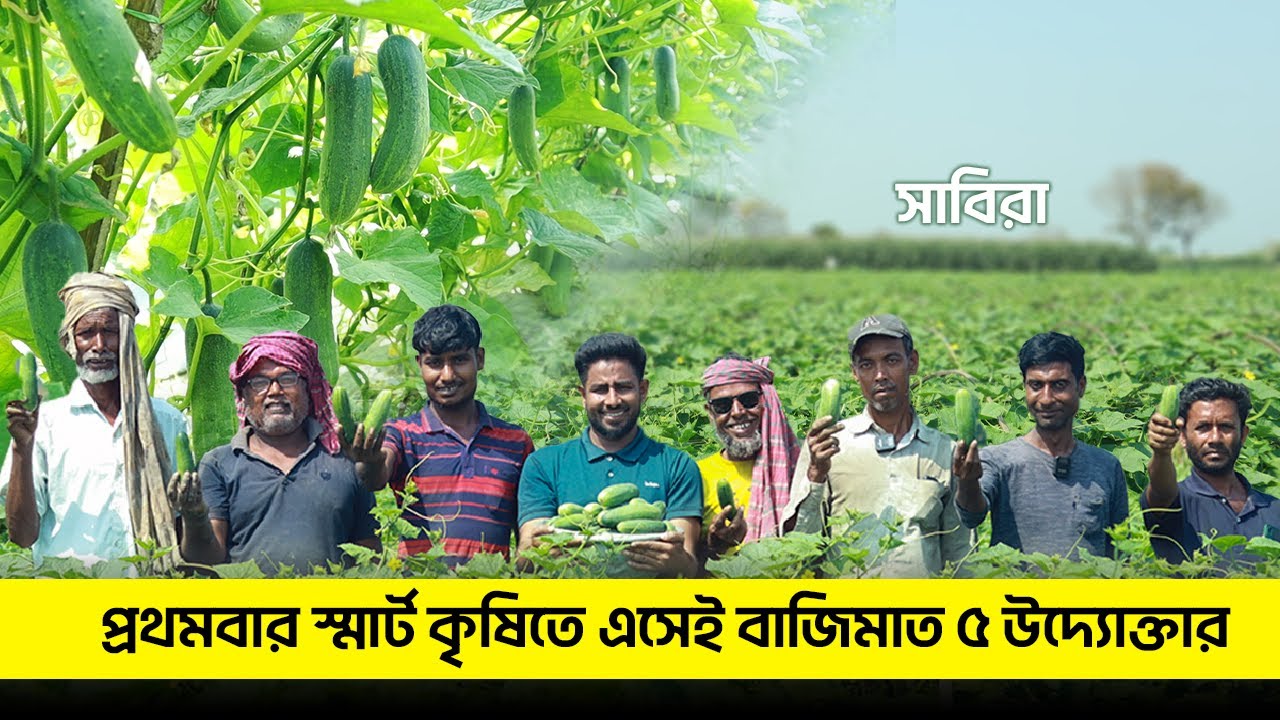 প্রথমবার স্মার্ট কৃষিতে এসেই, বাম্পার ফলনে এলাকা কাপাচ্ছেন মেহেরপুরের ৫ উদ্যোক্তা | সাবিরা | এগ্রো-১