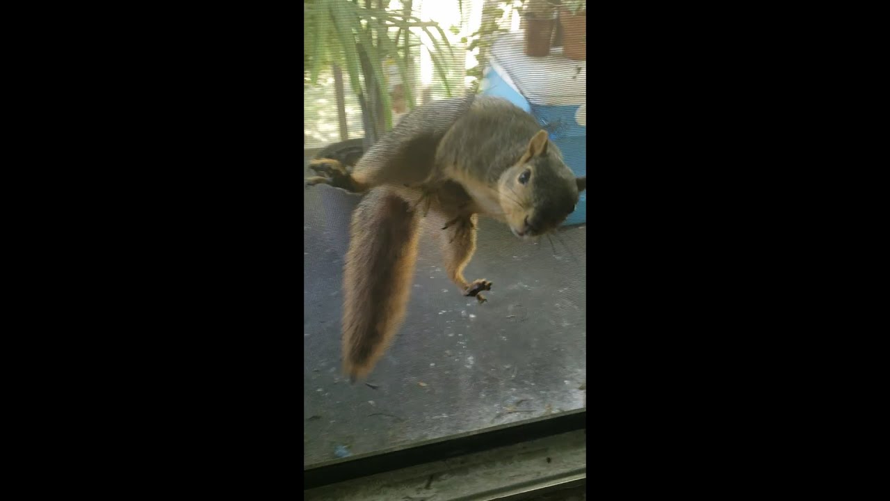 Squirrel invites itself into my apartment