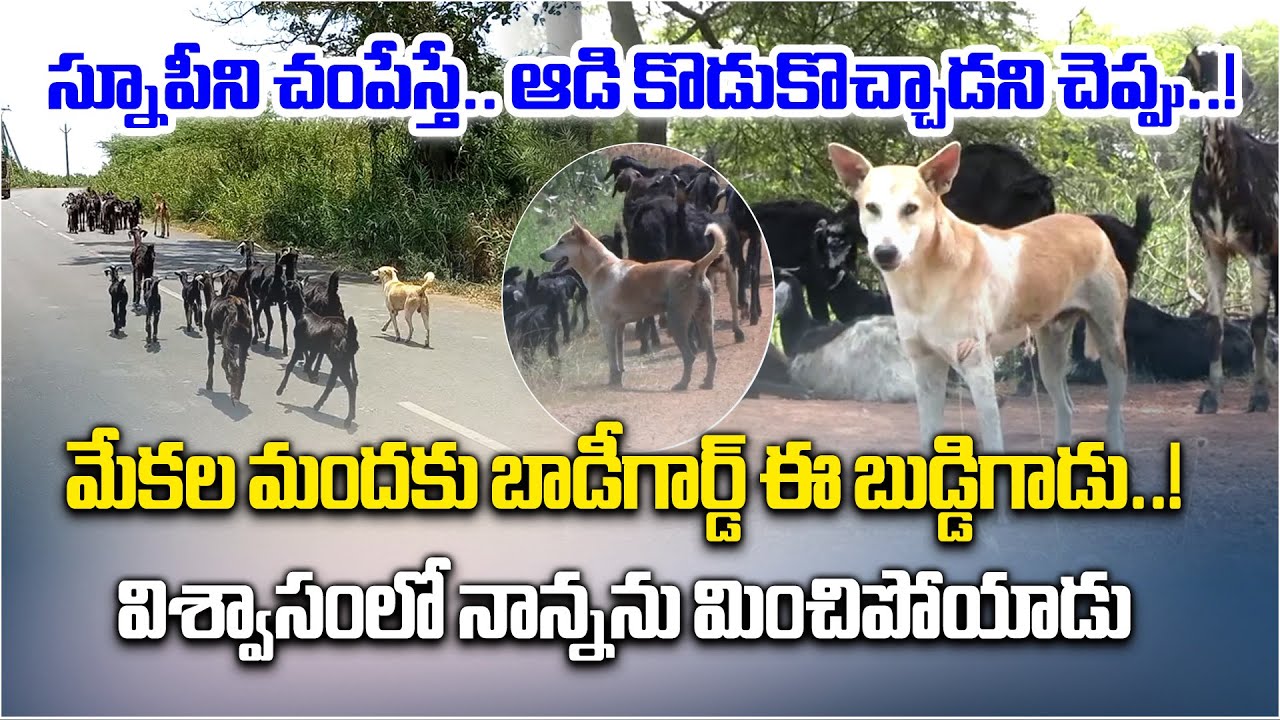 Buddi the Brave: Dog from Nellore Becomes Guardian of 40 Goats, Follows in Father Snoopy’s Pawprints