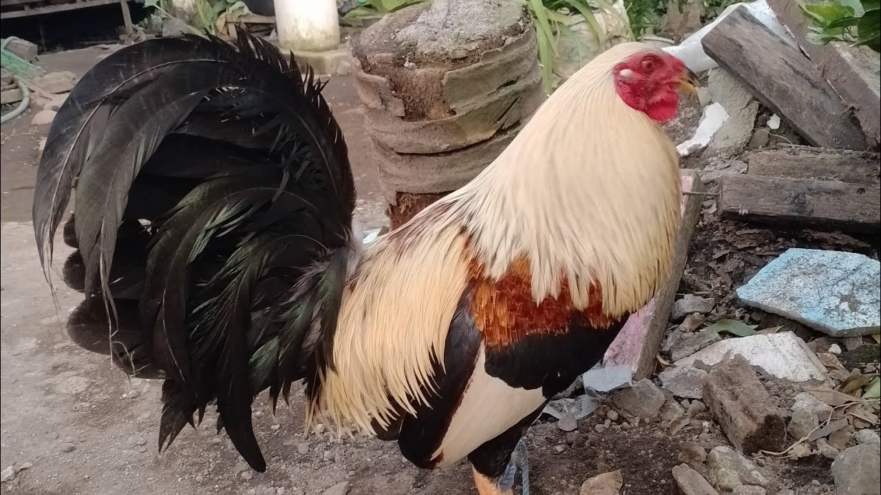 My Farm update 