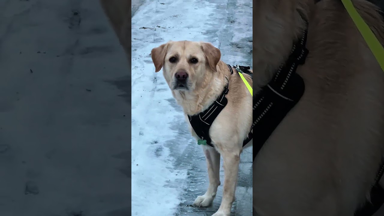 SIO SIO SIO!! 😜🤣 #śmiesznefilmiki #goldenretriever #labrador #retreiver #funnydogs #comedy #pets