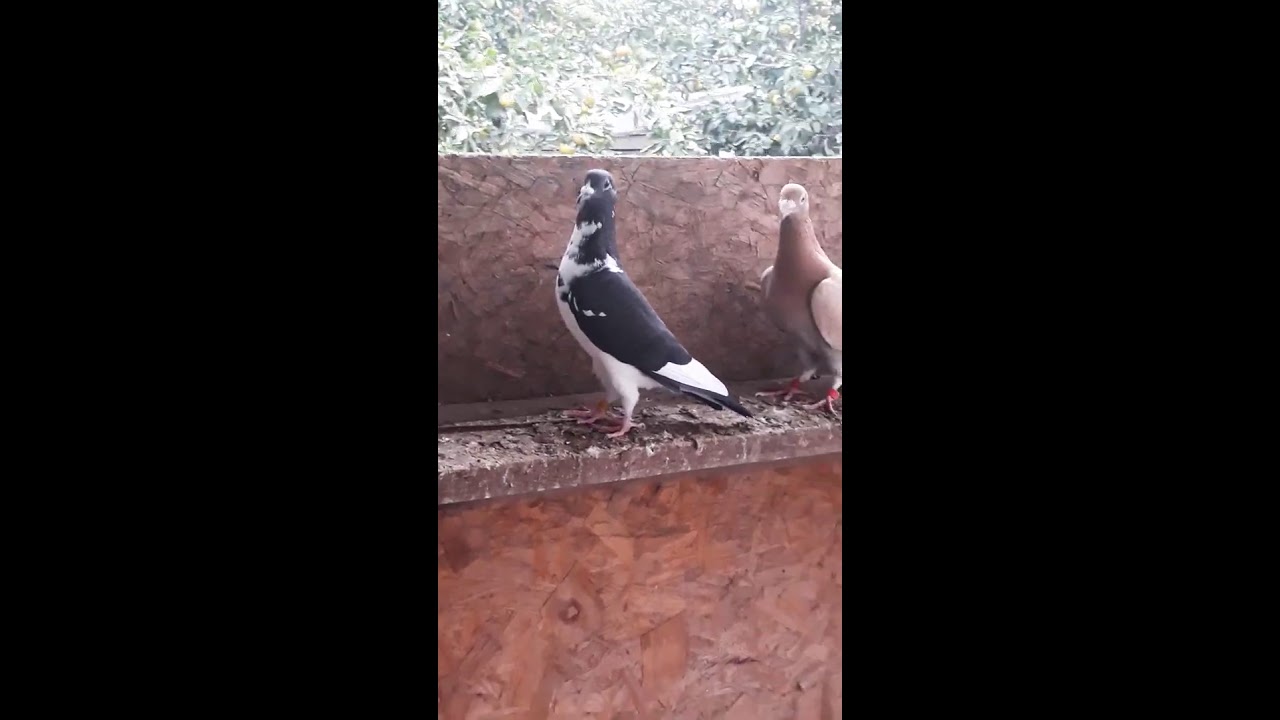 Kara alaca posta mükemmel