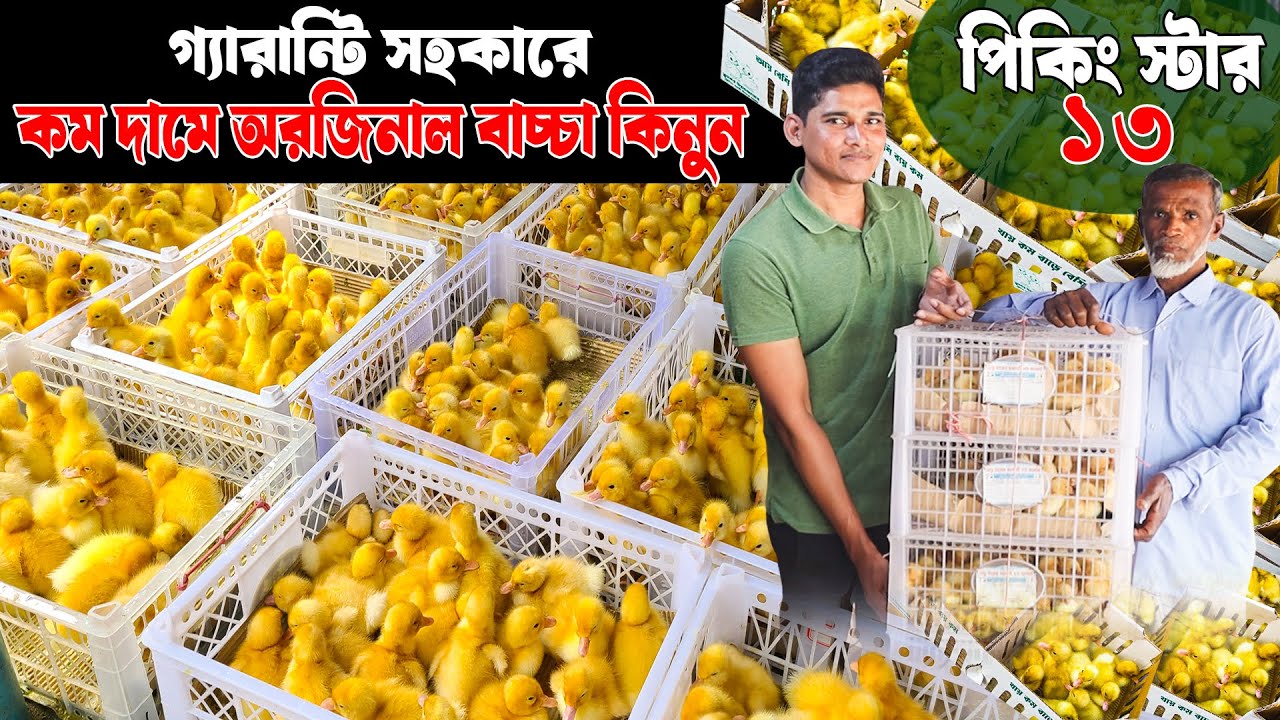 গ্যারান্টি সহকারে কম দামে পিকিং স্টার ১৩ হাঁসের বাচ্চা কিনুন | Duck farming | Khamar Bangla 24.