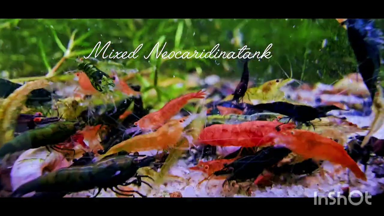 An explosion of colors. Mixed Neocaridina shrimptank. #Pets #nature #relaxing #Neocaridina 
