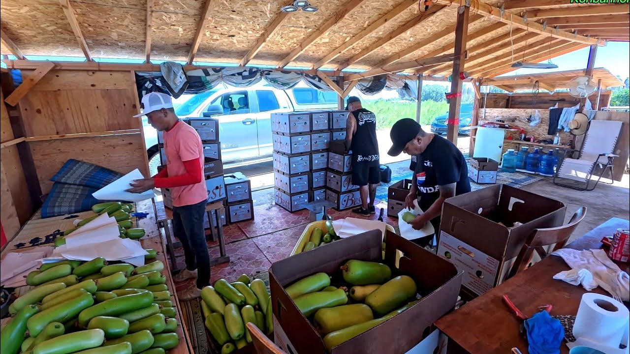 First year farming in Fresno / Lao farmer make a living growing vegetables. 