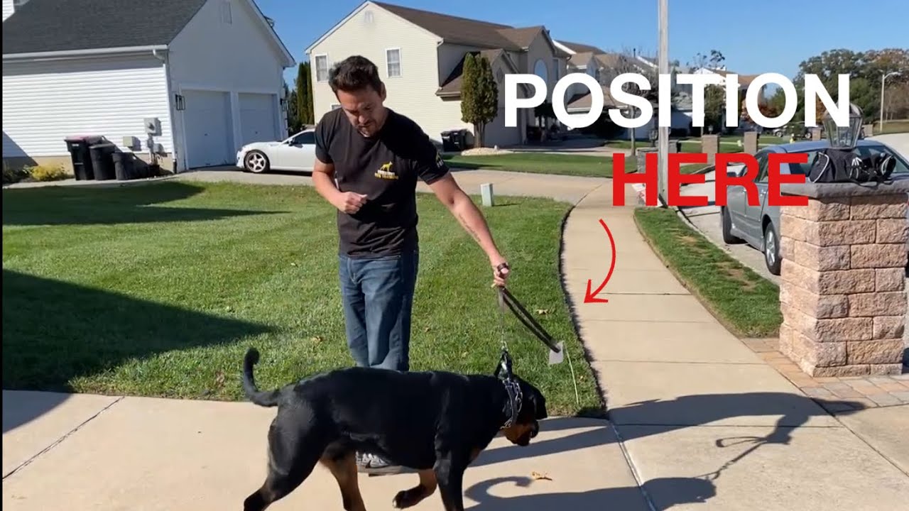 STOP your DOG from PULLING while walking! | teach HEEL POSITIONING first