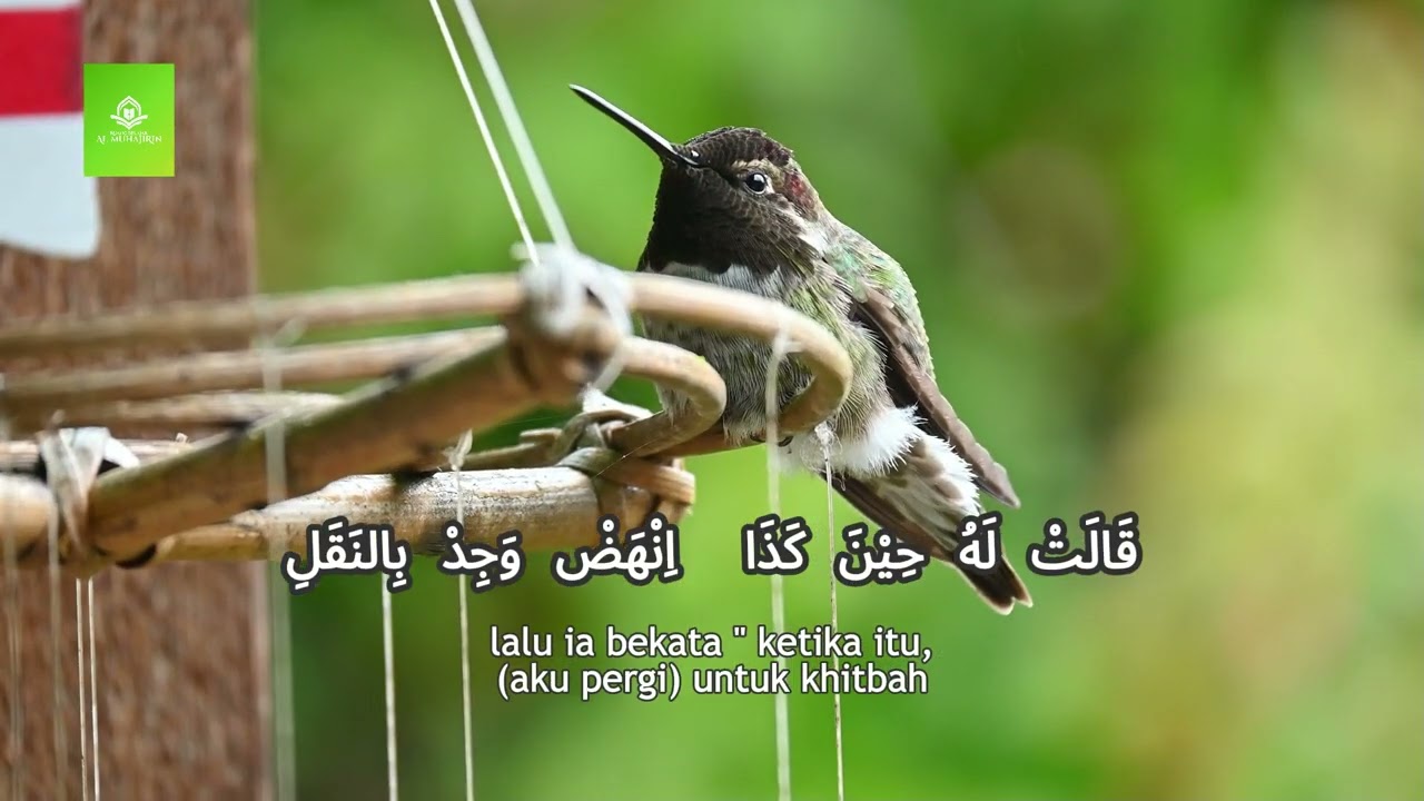 Shoutu Sofiril Bulbuli (Suara Kicauan Burung Bulbul)