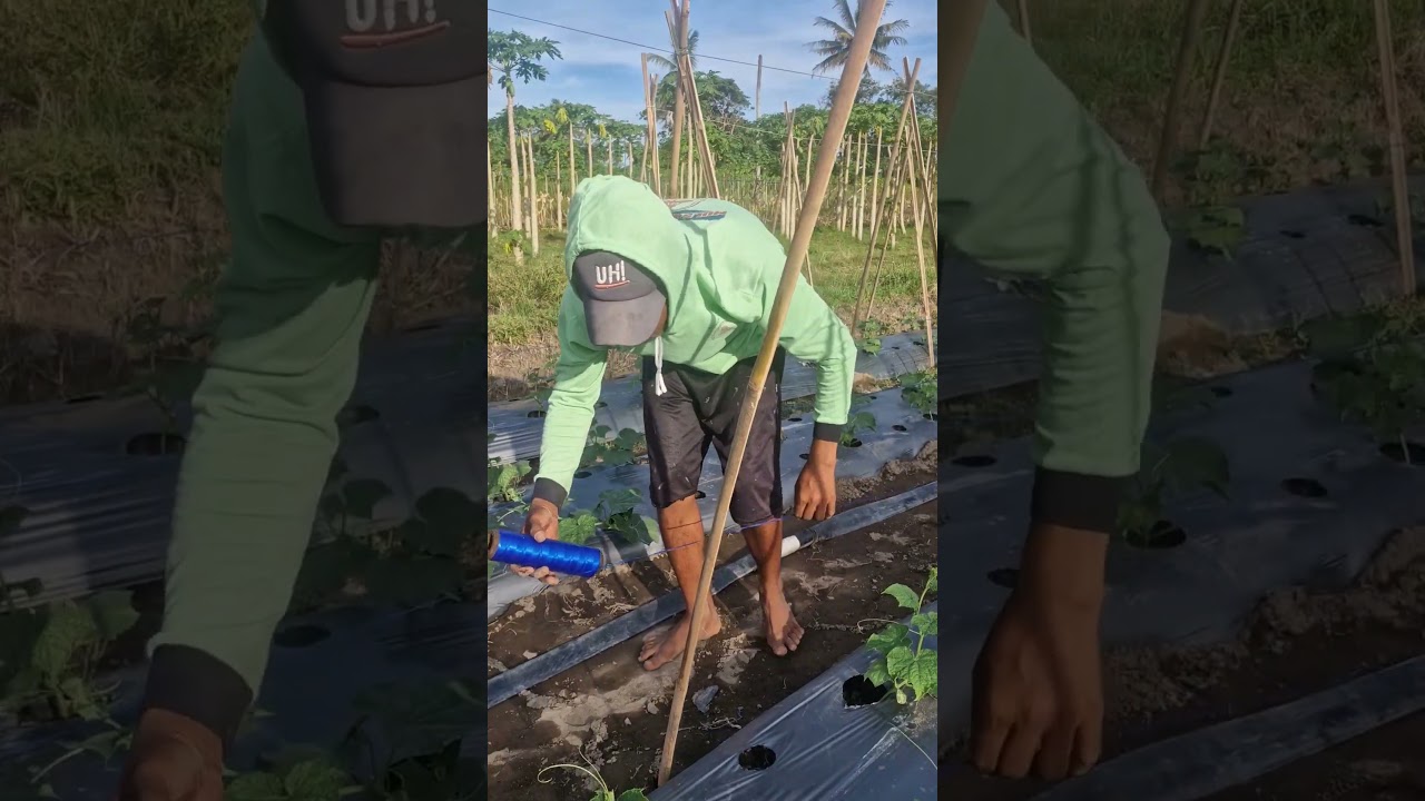Watering and tying plants with unique tools-Agriculture farming 