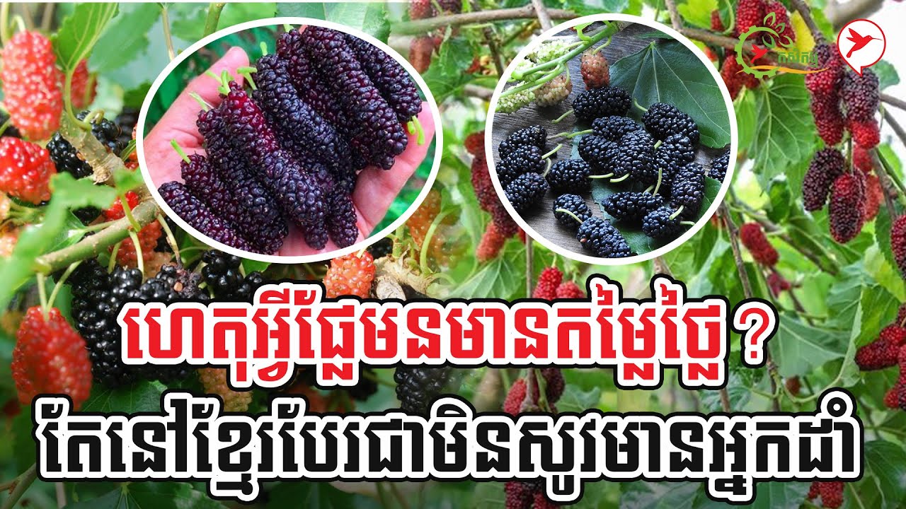 ហេតុអ្វីផ្លែមនមានតម្លៃថ្លៃ? តែនៅខ្មែរបែរជាមិនសូវមានអ្នកដាំ? | កម្មវិធី កសិកម្ម