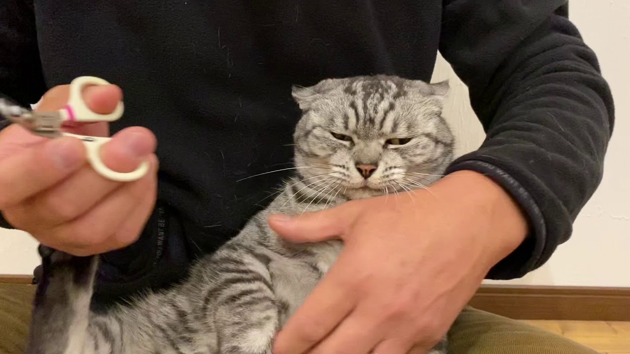 爪切り　💢💢💢