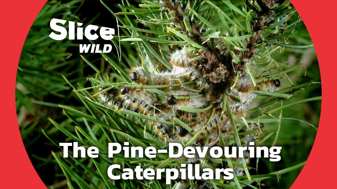 The Caterpillars That Destroy All the Pine Needles | SLICE WILD