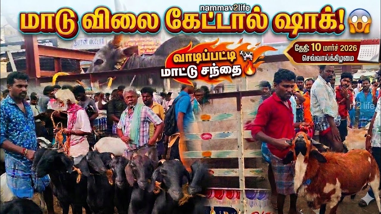 வாடிப்பட்டி மாட்டு சந்தையில் மாடு வாங்க போனோம்!😲 விலை கேட்டால் ஷாக்! 🤯#nammav2life#vadipattisandhai