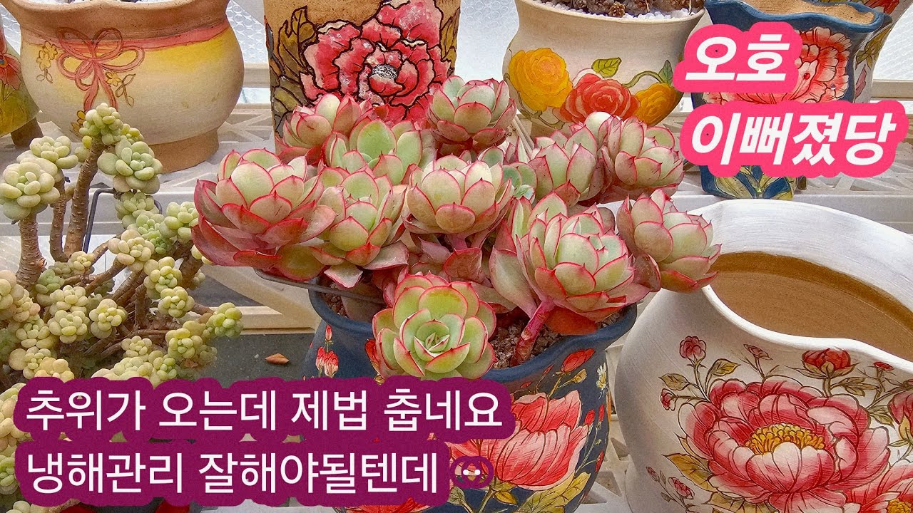 #미미네옥상다육🤗또추위가 몰려오는데 요번엔 많이 춥네😑관리 잘해야될텐데..#옥상다육#노랑풍선 데리고 온이후 최고 이뻐용🌸26.1.19/korean succulents plants💖
