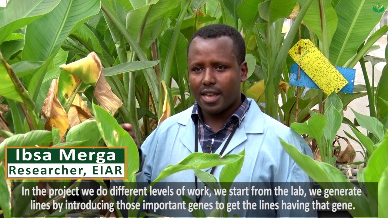 Transgenic Enset: Good News for 20 Million Ethiopians who Depend on Enset for Food