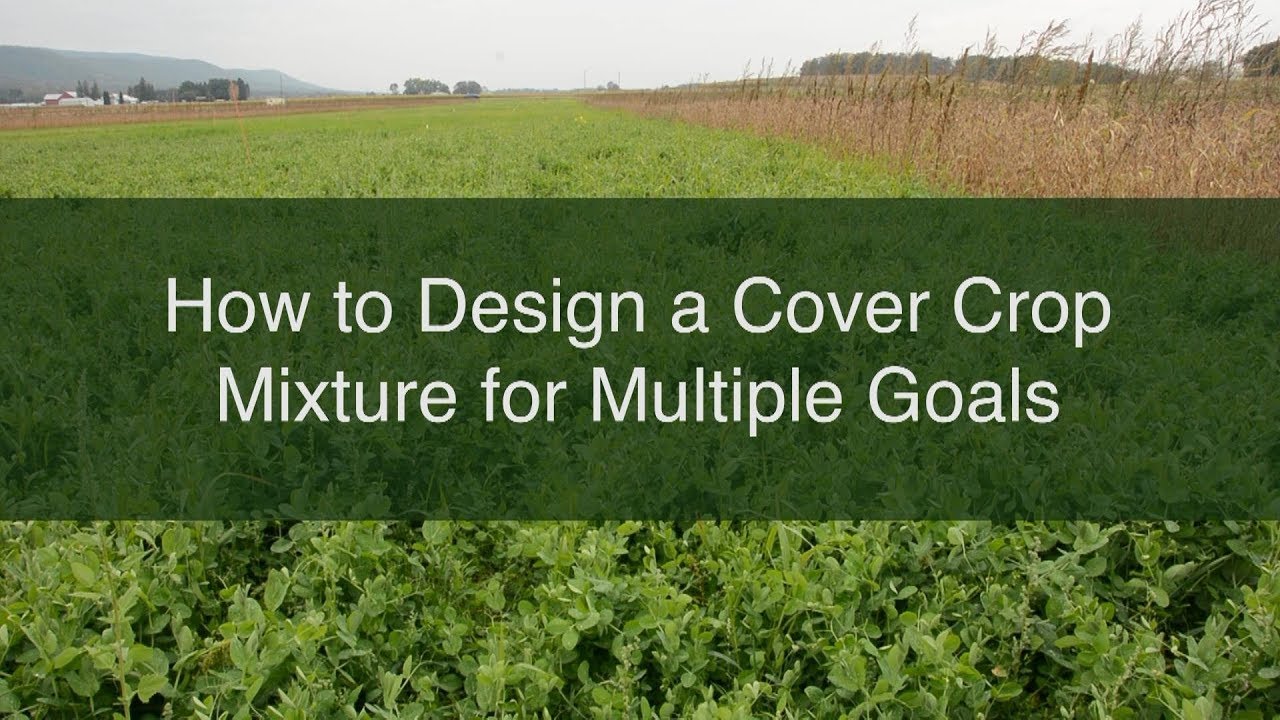 How to Design a Cover Crop Mixture for Multiple Goals