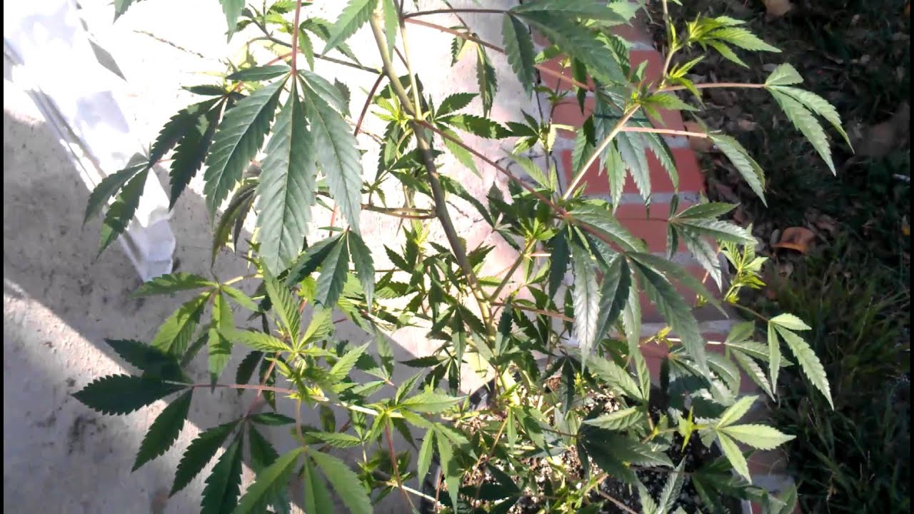 Winter grow experiment 1080p HD