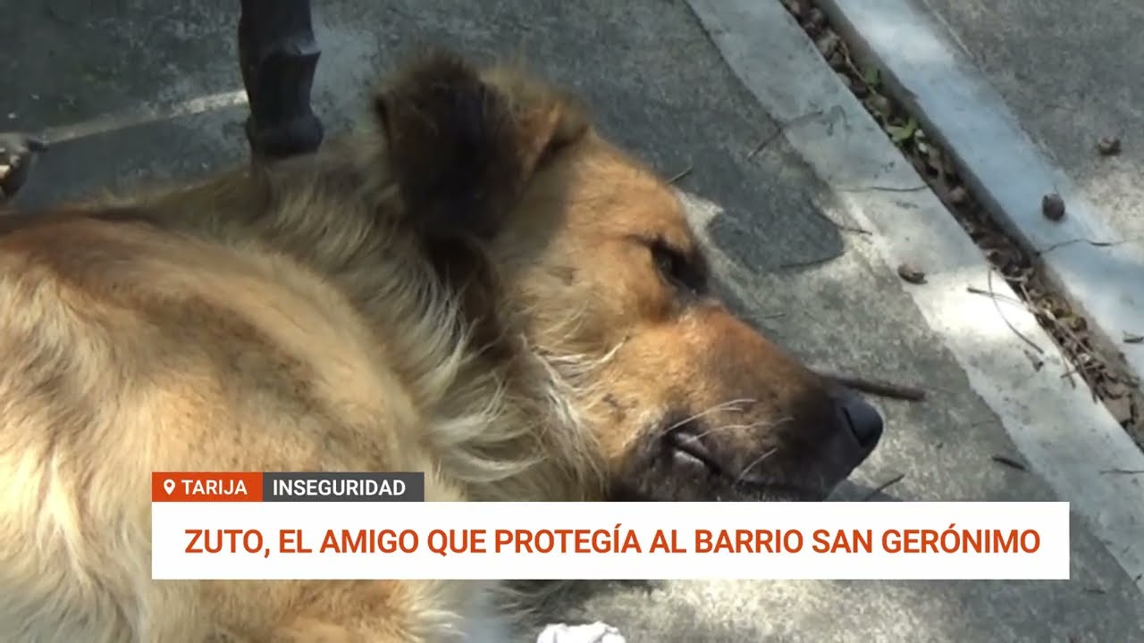 HALLAN SIN VIDA A “ZUTO”, CAN DE BRIGADA BARRIAL EN TARIJA