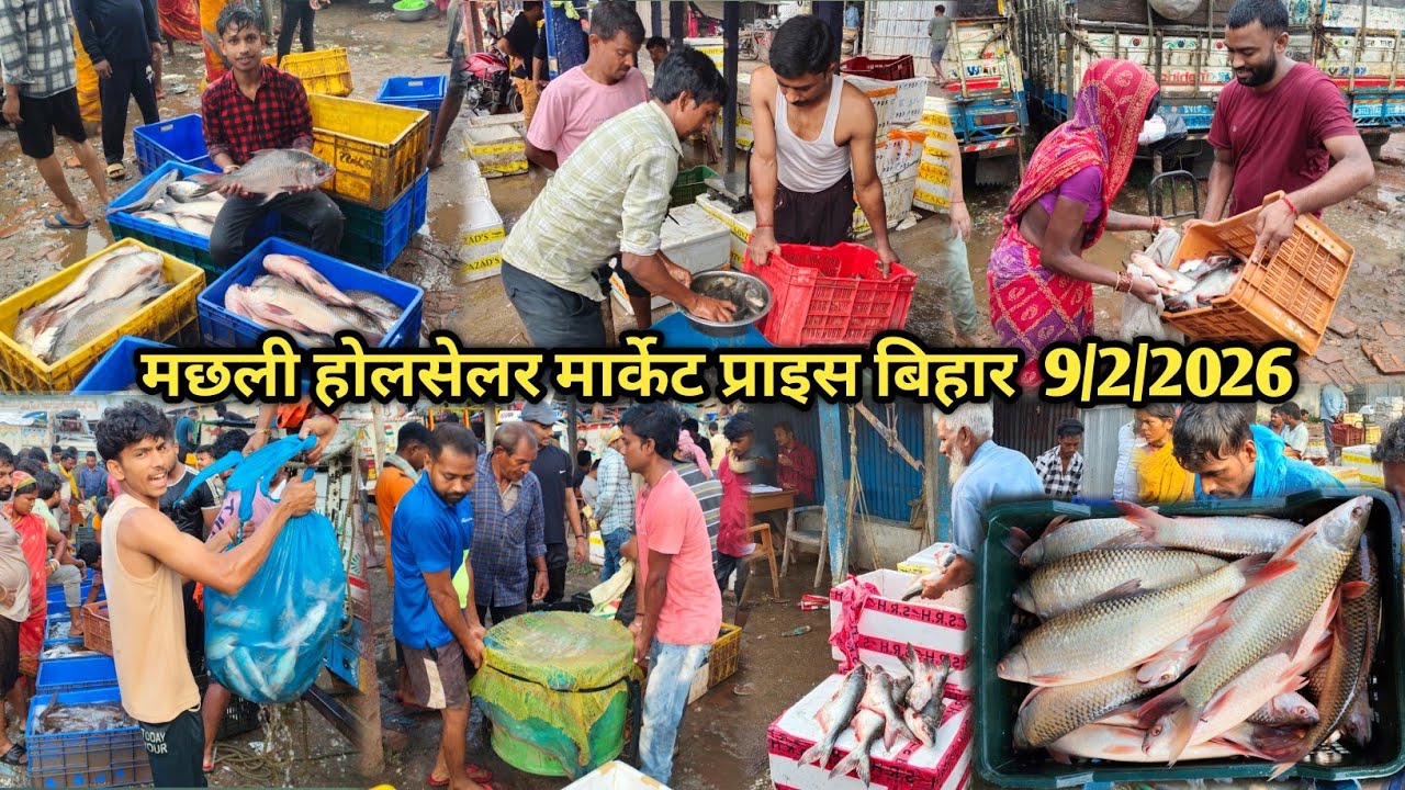 मछली का होलसेलर मार्केट प्राइस बिहार|सोमवार के दिन मछली का होलसेलर रेट|machhli Market bihar