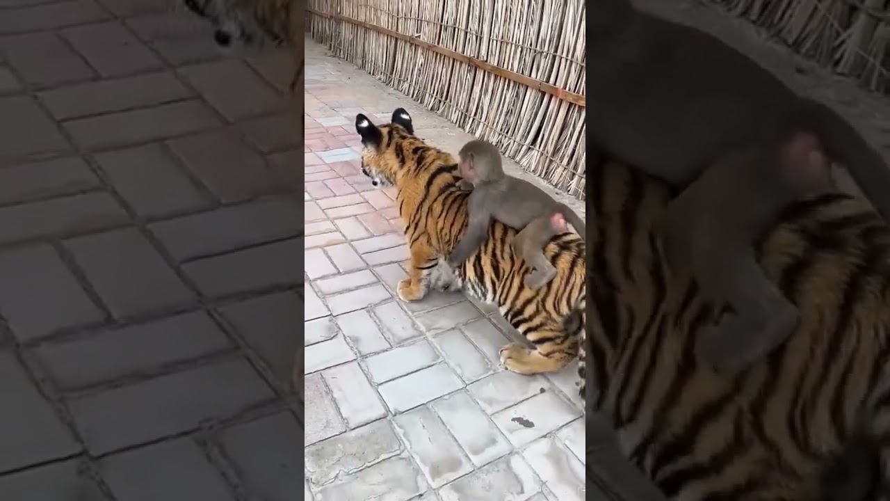 Tiger and Monkey are Childhood Friends | Nouman Hassan | #tiger #lion