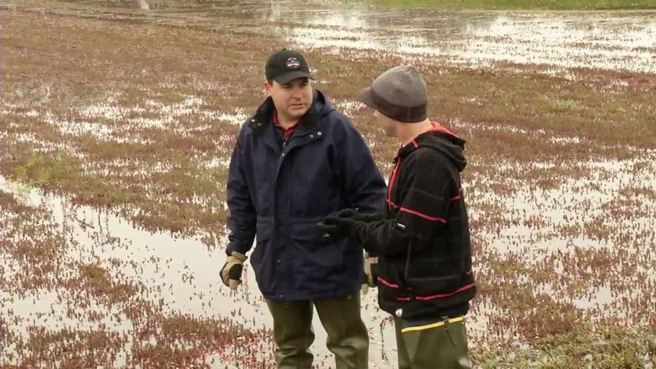 Fresh Cranberries -  Habelman Cranberry Family Farm part 2