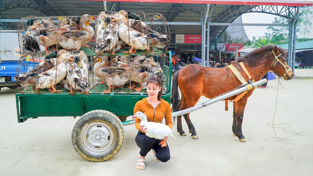 Use Horse Carriages To Harvesting Many Musk Duck Goes To Countryside Market Sell | Ly Tieu Toan