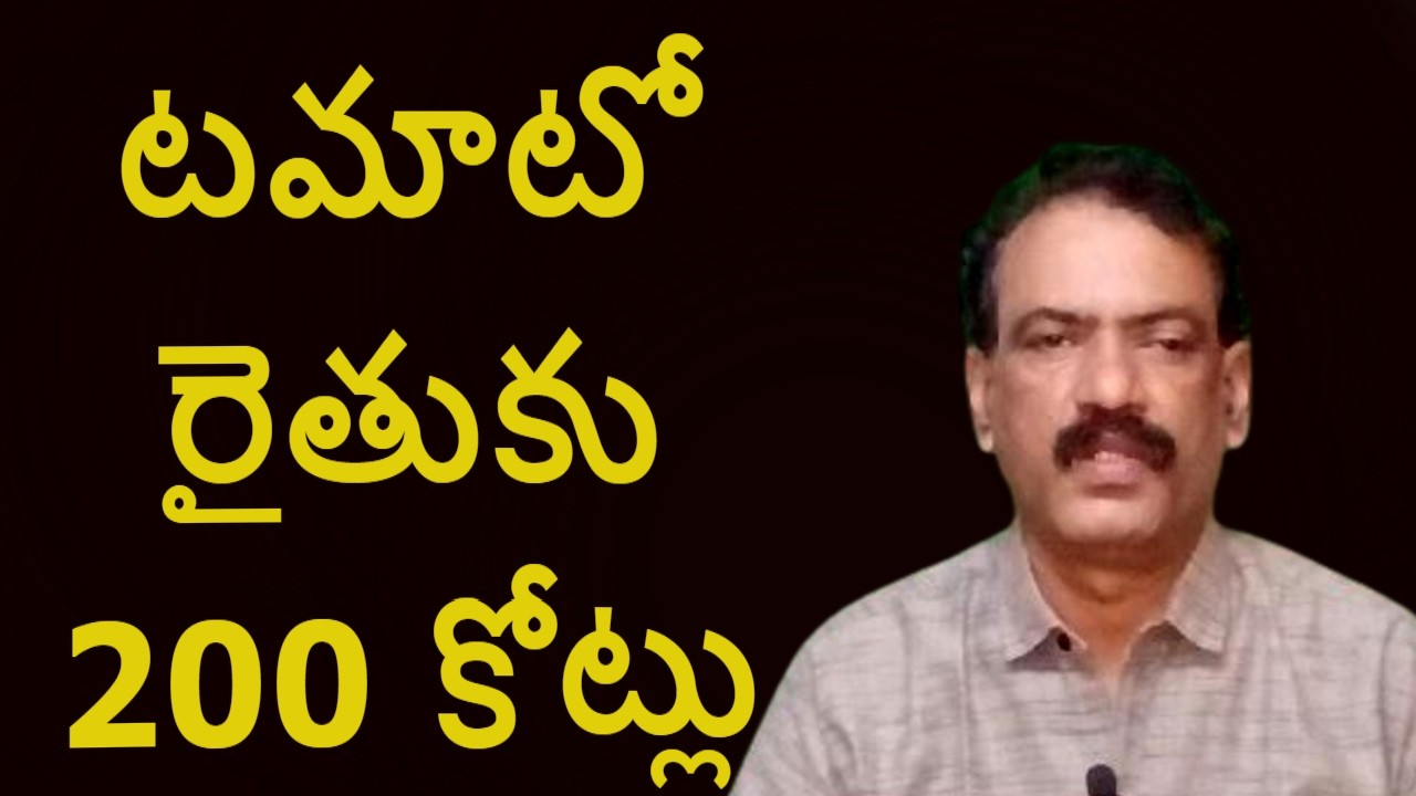 Tomato Farming Crisis || Madanapalli Tomato Market Report Kurnol Tomato Rate